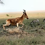 3 Days Kidepo Valley National Park Safari