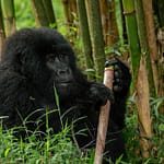 4-day Mgahinga Gorilla National Park Tour