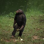 3-day Ngamba Island Chimpanzee Sanctuary Tour