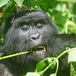 5-day Bwindi Gorilla Trekking
