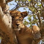 4-day Queen Elizabeth National Park Safari