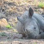 Ziwa Rhino Sanctuary Tour