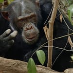 5-day Kibale Chimpanzee Trekking
