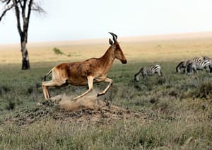 Kidepo Valley National Park Safari
